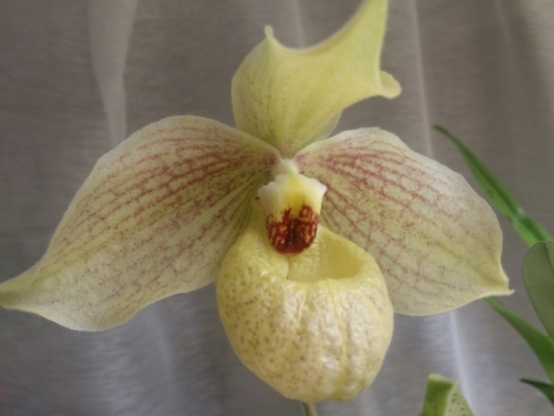 Paph. emersonii × malipoence 'Hiroko'.jpg