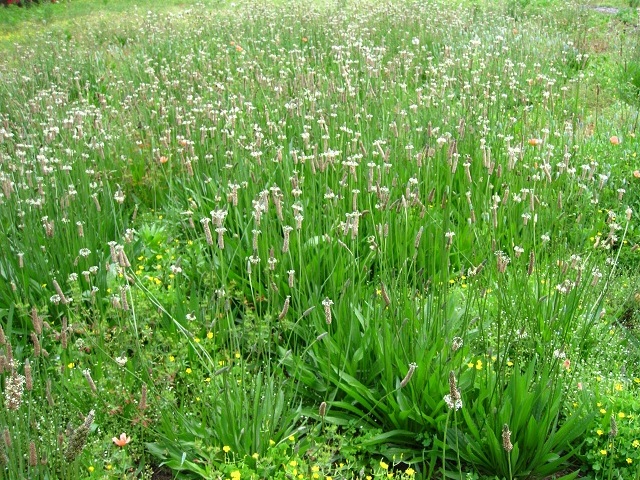 ヘラオオバコ2012.5.29-1.JPG