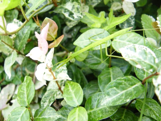 DSC09163.JPG