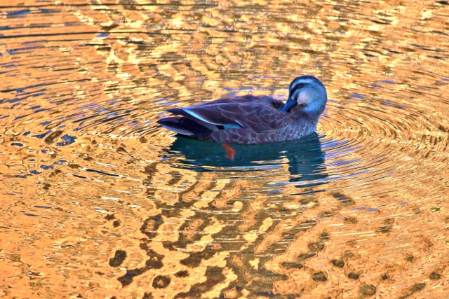 P95A5058 (640x427).jpg