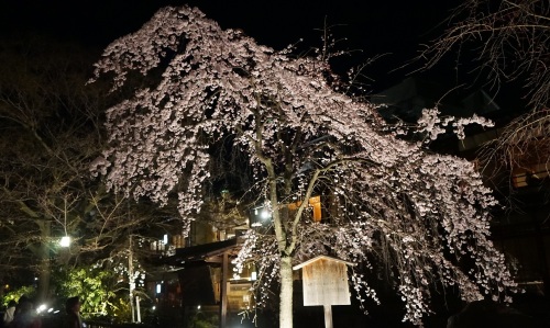 祇園白川 夜桜4.jpg