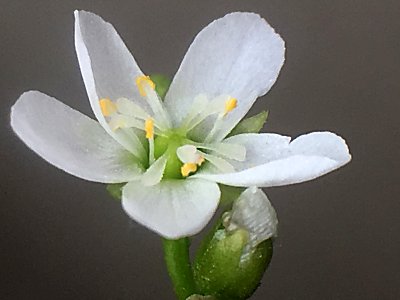 D.ｱﾝｸﾞﾘｶ北海道の花5.jpg