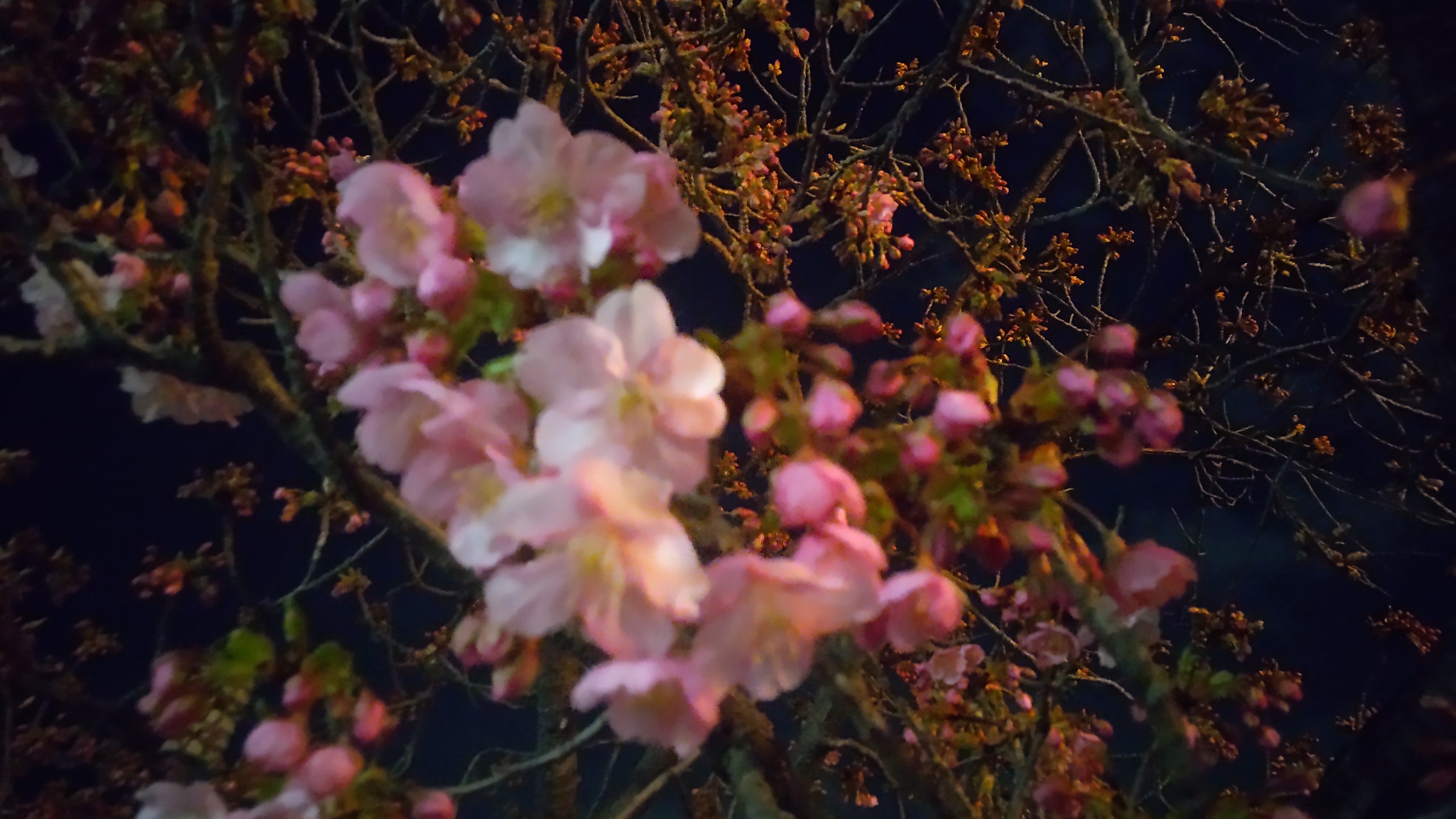 DSC_0654.JPG