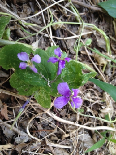 IMG_9303 (480x640).jpg