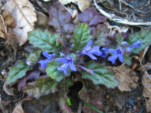 キランソウの花が咲いています 地面にはりつくように咲く小さな花ですが 花の特徴などを観察してみました しろうと自然科学者の自然観察日記 楽天ブログ