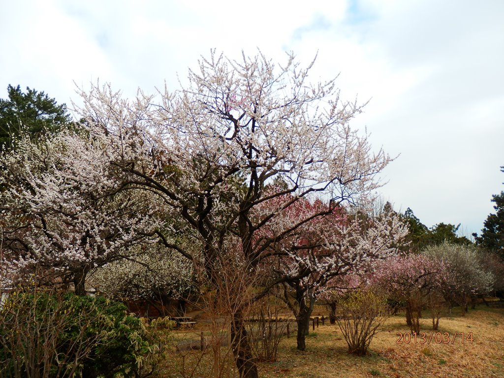 P3140255a横浜 大池こども自然公園.JPG