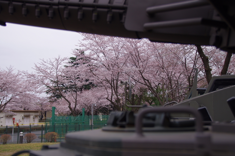 2016Sakura06.jpg
