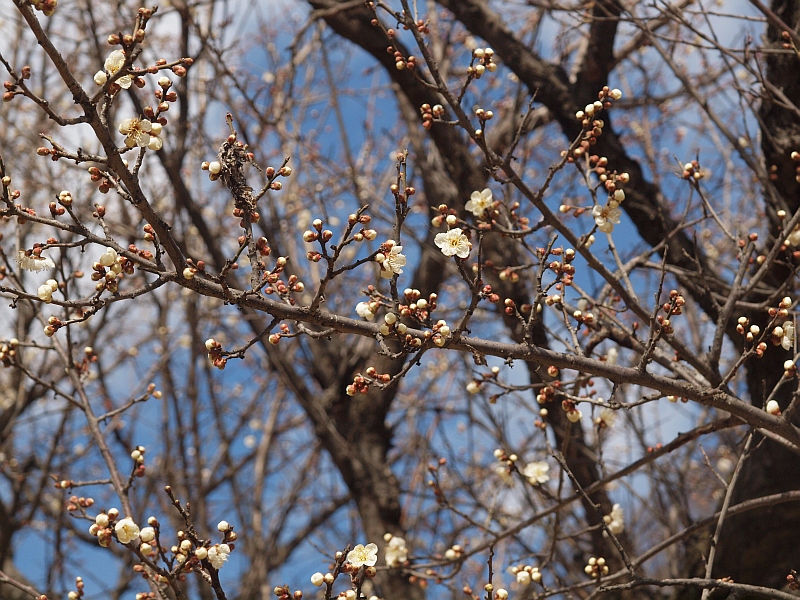 P3028130.JPG