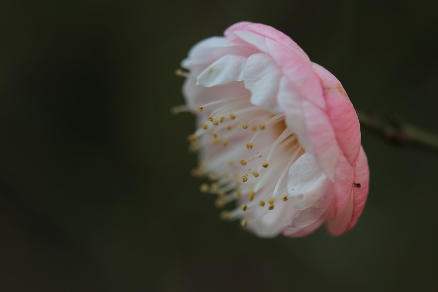 IMG_5608.JPG