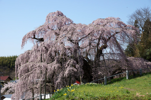 0428滝桜４.jpg