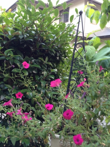 IMG_0467 (480x640).jpg