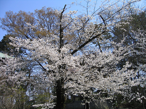 2012sakura02.jpg