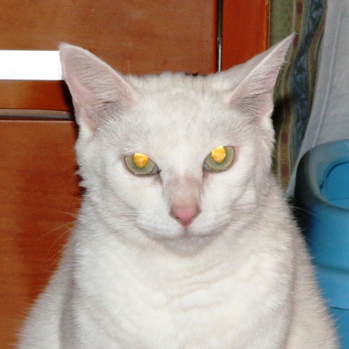 家族紹介用画像フォルダ