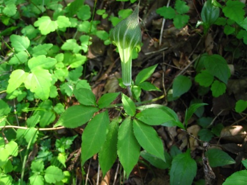 外形の変異が著しいマムシグサの仲間の花 4月末の八王子市 高尾山での自然観察記録 その11 しろうと自然科学者の自然観察日記 楽天ブログ