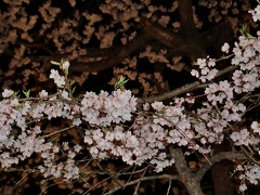 夜桜.jpg