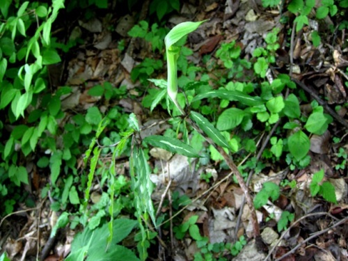 外形の変異が著しいマムシグサの仲間の花 4月末の八王子市 高尾山での自然観察記録 その11 しろうと自然科学者の自然観察日記 楽天ブログ