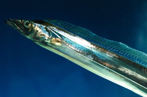 太刀魚 たちうお 競輪で遊ぶojさんのブログ