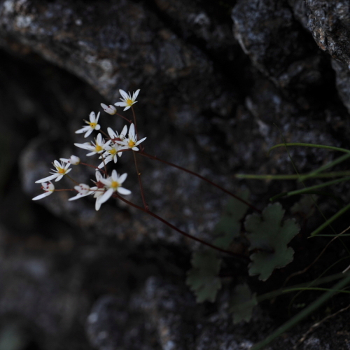 12谷川岳の花.jpg