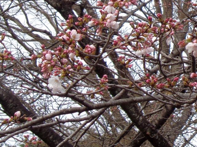 240405atagoyama1.jpg