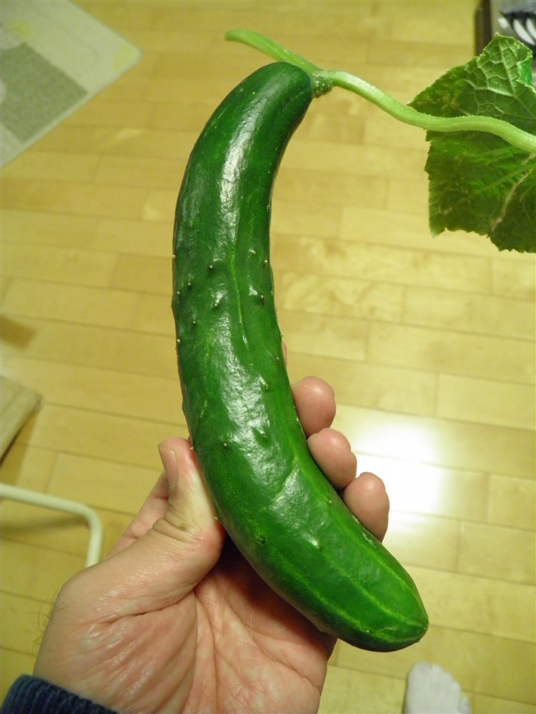 二本目のキュウリ2.jpg