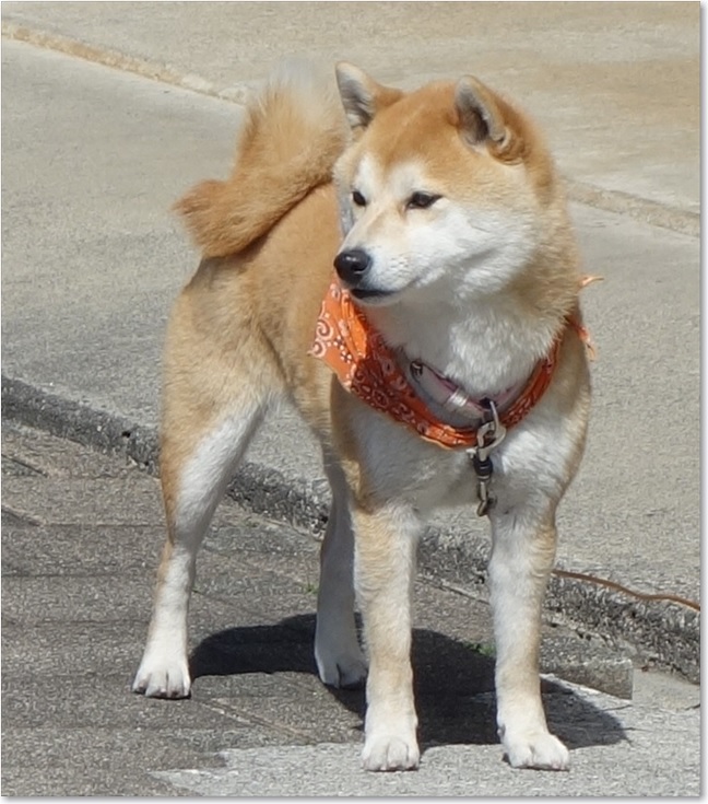 05バンダナ犬