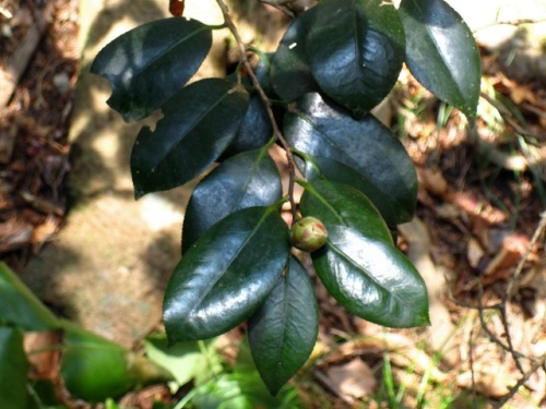 ヤブツバキの花 早春 3月中旬 の高尾山での自然観察 その15 しろうと自然科学者の自然観察日記 楽天ブログ