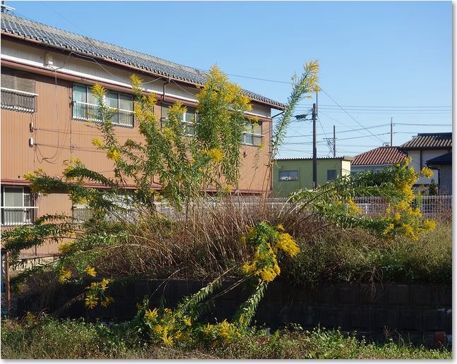 12セイタカ！アワダチソウ