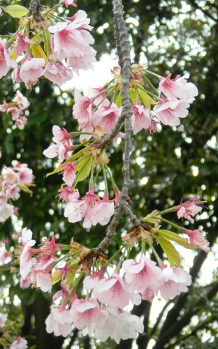 ヤマザクラ (2).JPG