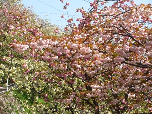 八重桜（一心寺）B_0007a.jpg