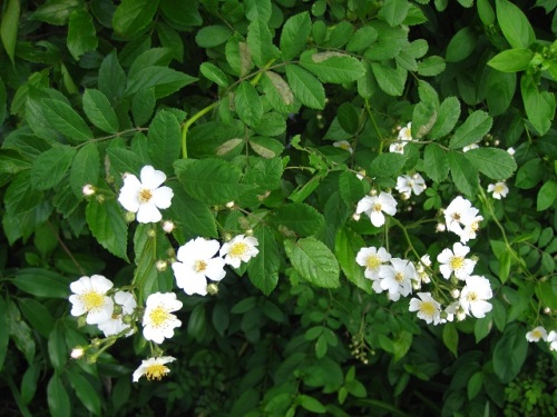 素朴な可愛らしさ という花言葉があるノイバラの花 5月の玉川上水緑道 しろうと自然科学者の自然観察日記 楽天ブログ