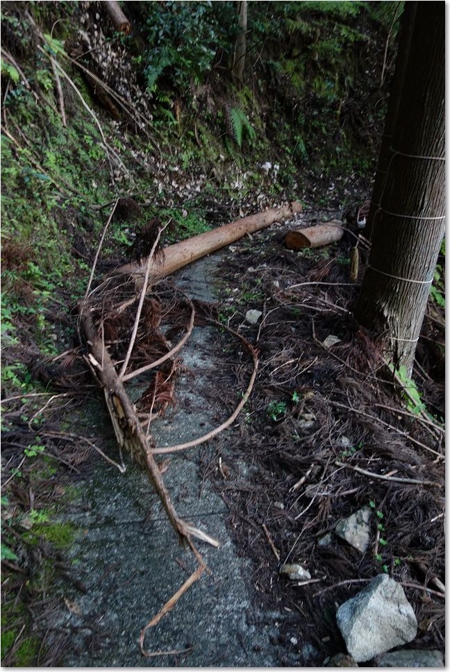 121またしても丸太が・・・