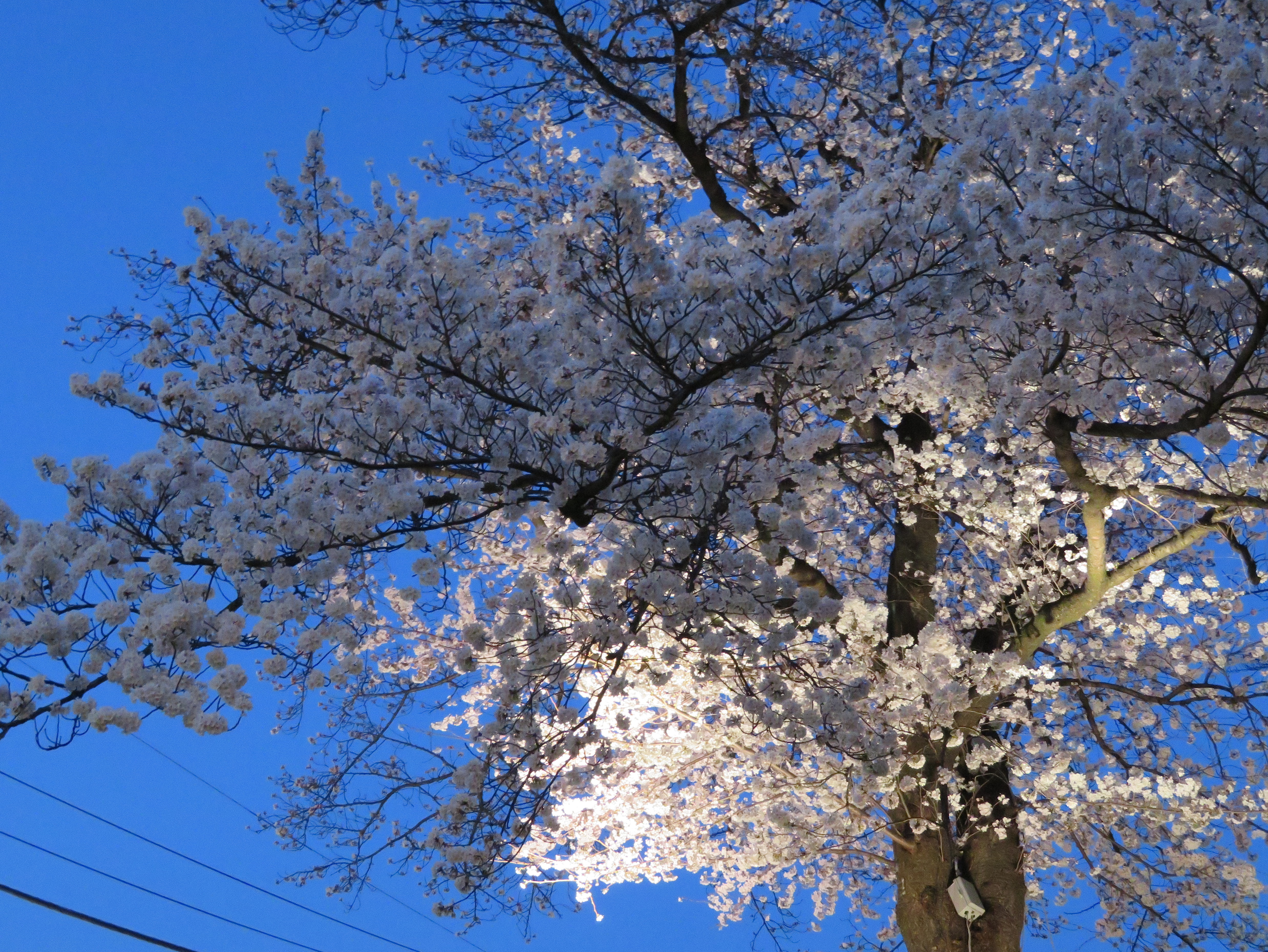 2018sakura029.JPG