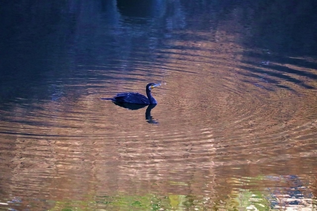 CJ9I1708 (640x427).jpg