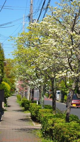 藤の花と街路樹のハナミズキ うたかたの日記 写真付き 楽天ブログ