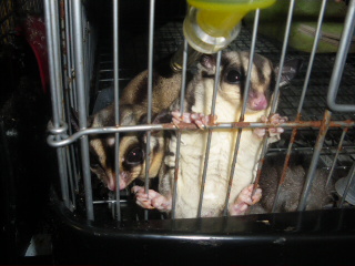 IMGP5160.JPG