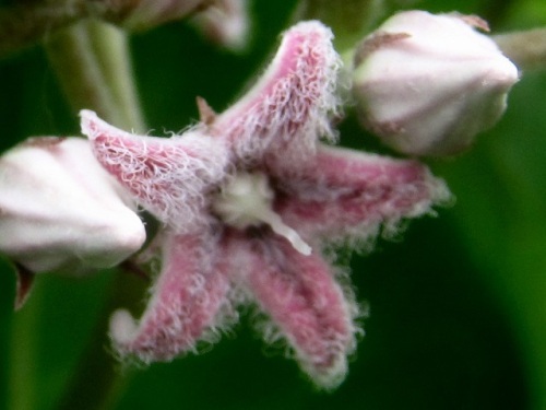 ガガイモの花 副花冠と雄蕊が雌蕊に合生した蕊柱 ずいちゅう がある独特な形の花です 新潟市北区での自然観察 その2 しろうと自然科学者の自然観察日記 楽天ブログ