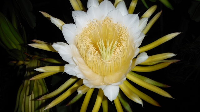 DSCF5373 (640x360).jpg