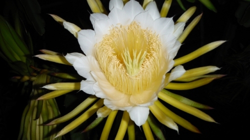 DSCF5373 (640x360).jpg