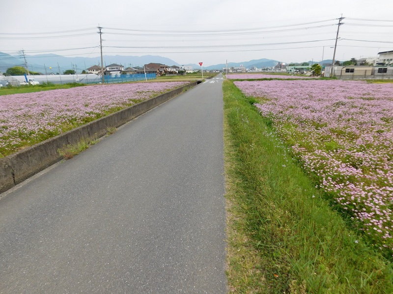 コピー - DSCN1539.JPG