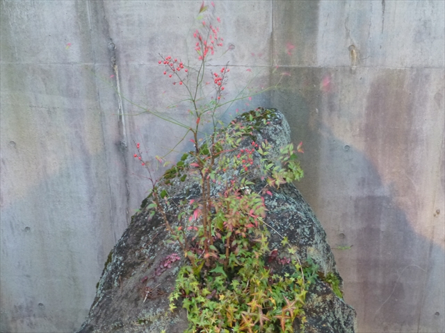 P1080269_R.JPG