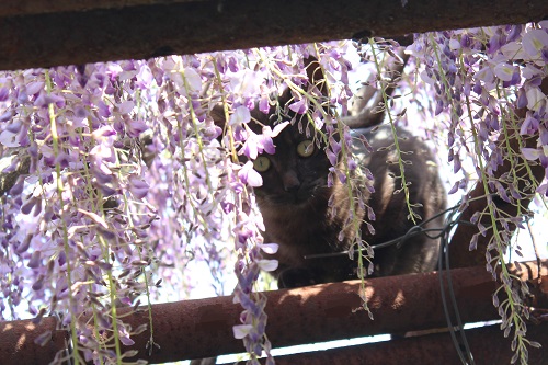 フジの花と猫 (19).JPG
