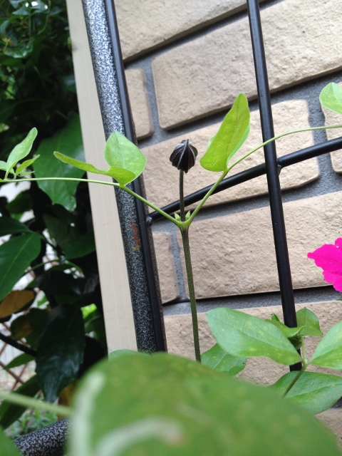 IMG_8972 (480x640).jpg