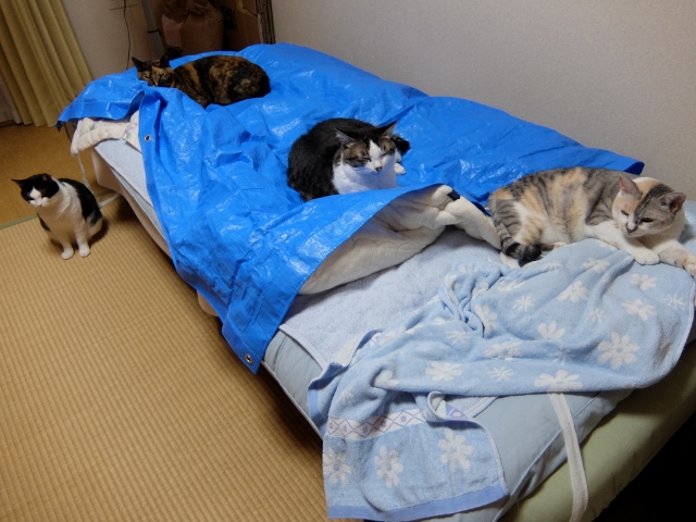DSCF0434 (2) (640x480).jpg