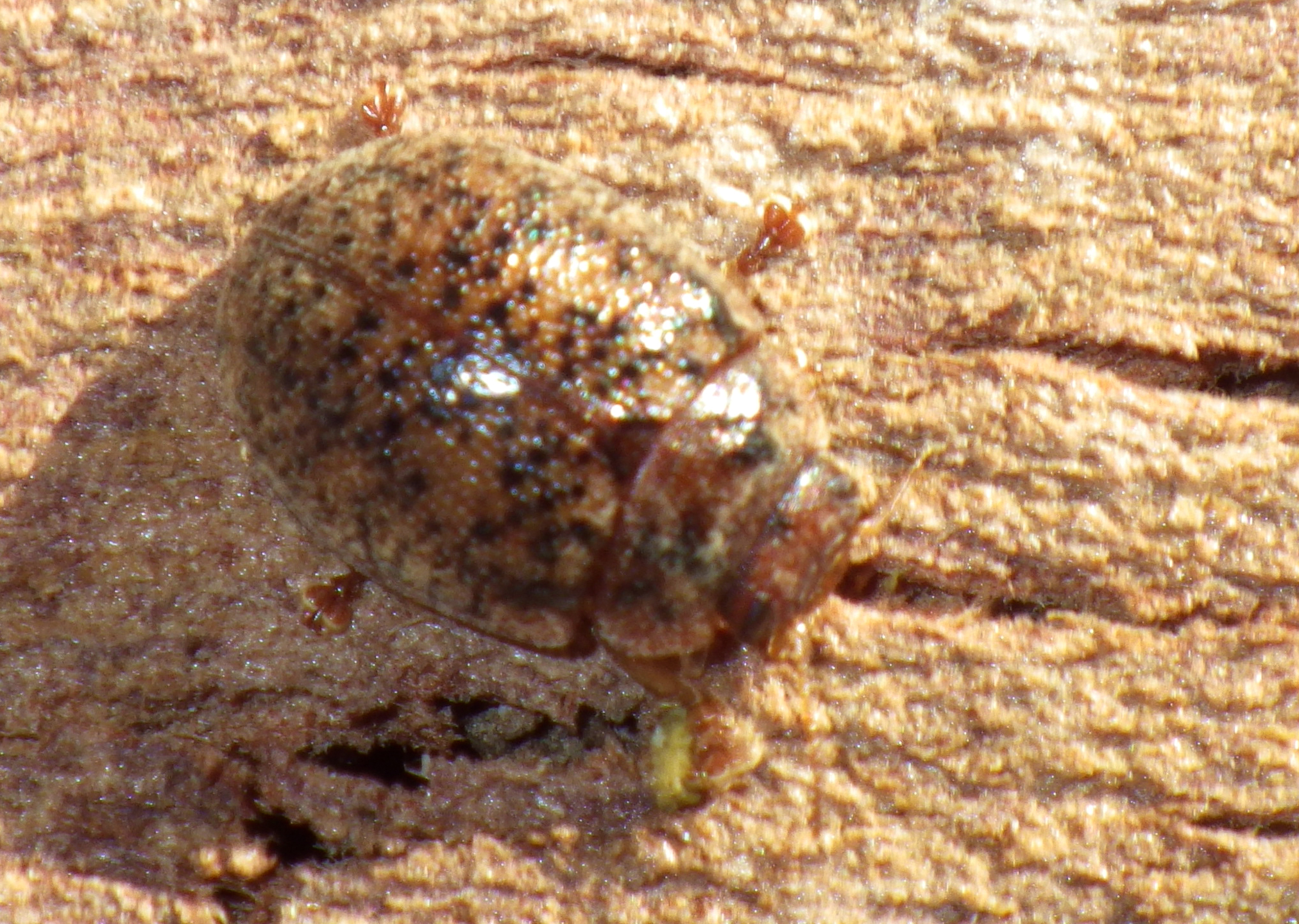 ユーカリハムシ