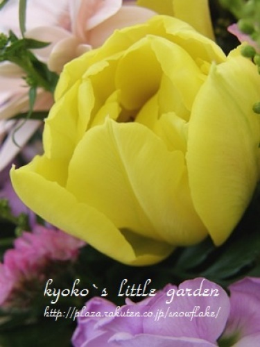 チューリップ0201.jpg