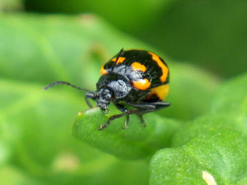 イタドリハムシ