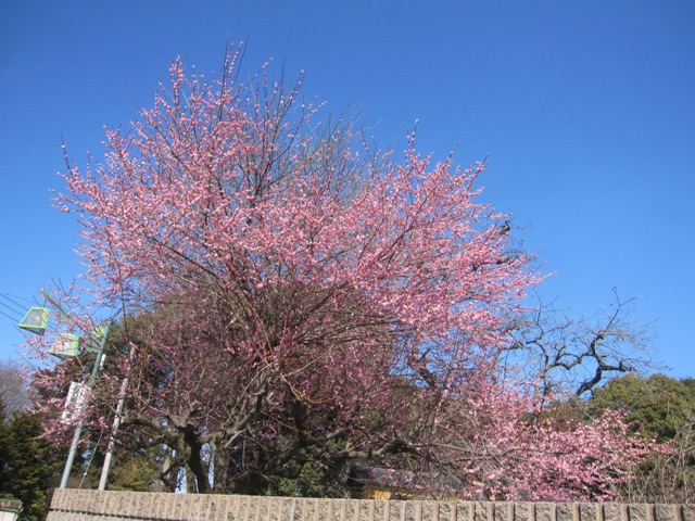 20160219何の花.jpg