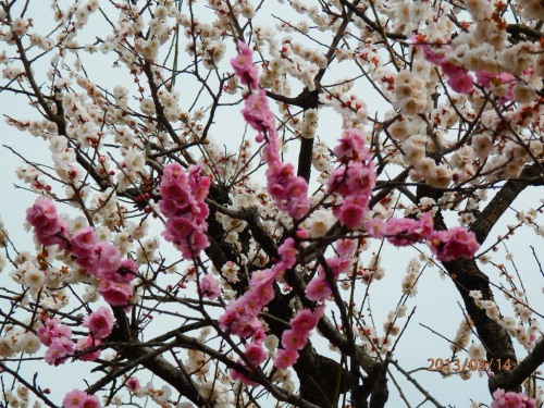 P3140233a横浜 大池こども自然公園.JPG