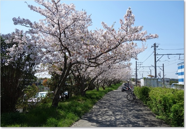 26駅への桜並木