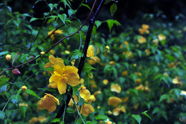 DSC_4549山吹.jpg